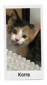 Korra -  Domestic Short Hair Cat for Adoption in Caistor Centre, Ontario - Korra | PetCurious