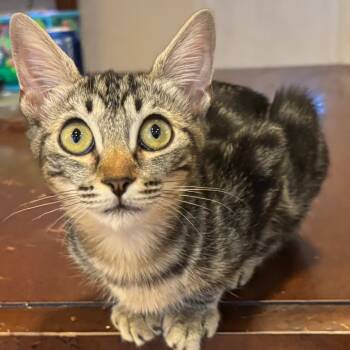 Rescue Domestic Short Hair Cats for Adoption in Los Angeles, California - Calista | PetCurious