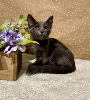 Tracker -  Domestic Short Hair Cat for Adoption in Groveland, Massachusetts - Tracker | PetCurious