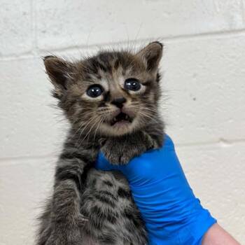 Domestic Short Hair Cats Available for Adoption in Lyndhurst, Virginia - SVAS-Stray-38711 | PetCurious
