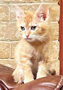 Rescue Tabby and Domestic Medium Hair Cats for Adoption - Beatle | PetCurious