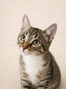 Tony -  Domestic Short Hair Cat for Adoption in Rio Linda, California - Tony | PetCurious