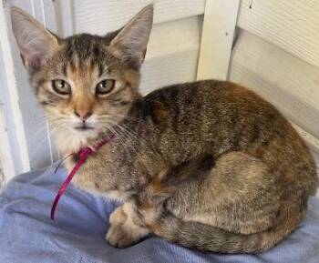Clove -  Domestic Short Hair Cat for Adoption in Franklin, West Virginia - Clove | PetCurious