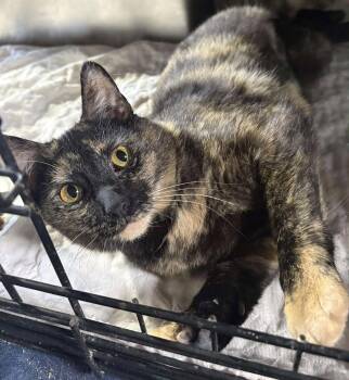 Clove -  Domestic Short Hair Cat for Adoption in Dalzell, Illinois - Clove | PetCurious