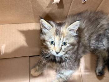 A1266789 -  Domestic Medium Hair Cat for Adoption in Charlotte, North Carolina - A1266789 | PetCurious