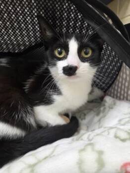 Sofya -  Domestic Short Hair Cat for Adoption in Westland, Michigan - Sofya | PetCurious