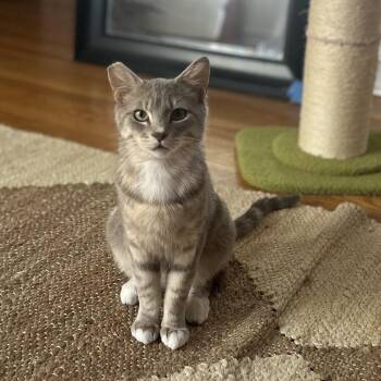 Domestic Short Hair Cats Available for Adoption in Evanston, Illinois - Earl Grey | PetCurious