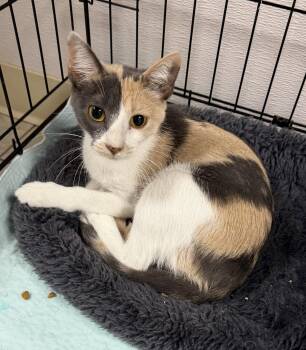 Flamingo -  Domestic Short Hair Cat for Adoption in INDN HBR BCH, Florida - Flamingo | PetCurious