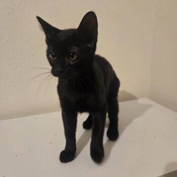 Jinu -  Manx Cat for Adoption in Liverpool, Texas - Jinu | PetCurious