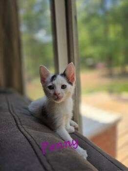 Domestic Short Hair Cats Available for Adoption in Madison, Georgia - Penny | PetCurious