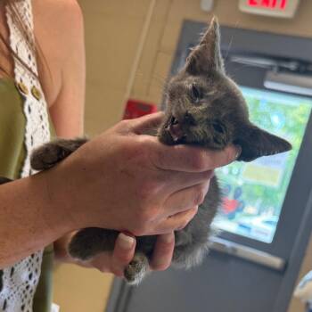Stray- N. Foodlion -  Domestic Short Hair Cat for Adoption in Roxboro, North Carolina - Stray- N. Foodlion | PetCurious