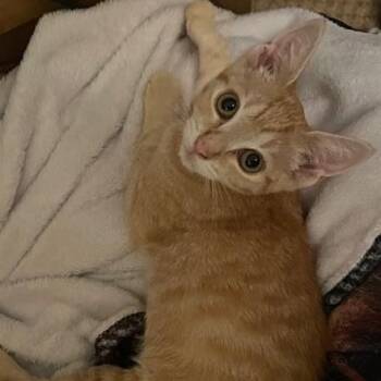 Aiden - Great with Everyone -  Tabby Cat for Adoption in Hoquiam, Washington - Aiden - Great With Everyone | PetCurious