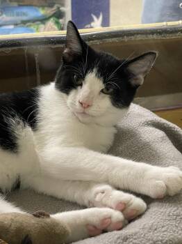 Fred     PIA -  Domestic Short Hair Cat for Adoption in Metamora, Illinois - Fred     PIA | PetCurious