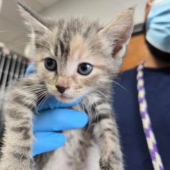 Beanie -  Domestic Short Hair Cat for Adoption in Newark, New Jersey - Beanie | PetCurious