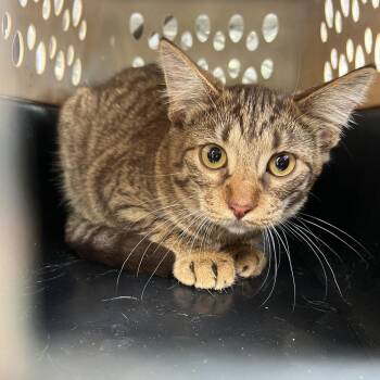 Julius Catsir -  Domestic Short Hair Cat for Adoption in Lake Jackson, Texas - Julius Catsir | PetCurious