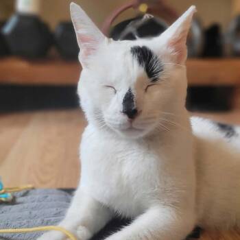 Mr. Baker -  Domestic Short Hair Cat for Adoption in Chandler, Arizona - Mr. Baker | PetCurious