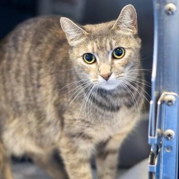 Meowyonce -  Domestic Short Hair Cat for Adoption in Wilmington, Delaware - Meowyonce | PetCurious