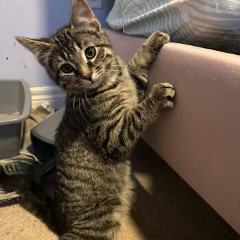 Tabby Cats Available for Adoption - MOIRA | PetCurious