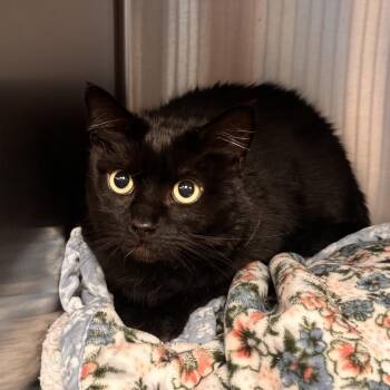 Sage -  Domestic Short Hair Cat for Adoption - Sage | PetCurious