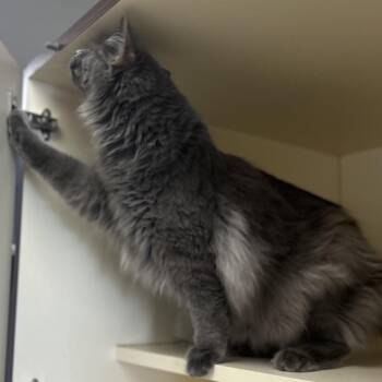 Corey -  Domestic Long Hair Cat for Adoption in La Grange, Kentucky - Corey | PetCurious