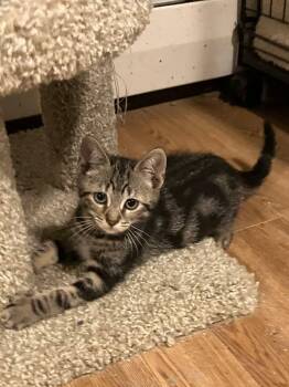 Nugget -  Domestic Short Hair Cat for Adoption - Nugget | PetCurious