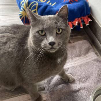 Domestic Short Hair Cats Available for Adoption - Mister | PetCurious