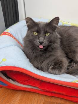 Rescue Domestic Long Hair Cats for Adoption in Santa Monica, California - Fifi | PetCurious