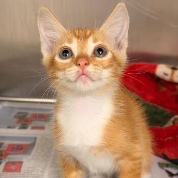 Danzig -  Domestic Short Hair Cat for Adoption in San Antonio, Texas - Danzig | PetCurious