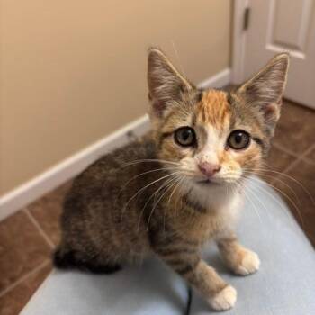Pool Party -  Domestic Short Hair Cat for Adoption in Belleville, Illinois - Pool Party | PetCurious