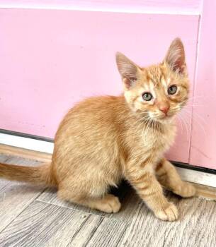 Truce -  Tabby Cat for Adoption in Fort Payne, Alabama - Truce | PetCurious