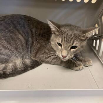 Domestic Short Hair Cats Available for Adoption in Memphis, Tennessee - Cyrus | PetCurious