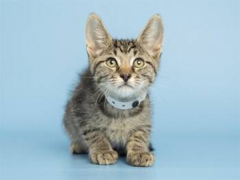 Domestic Medium Hair Cats Available for Adoption in Phoenix, Arizona - BARON | PetCurious