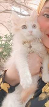 Maine Coon and Domestic Long Hair Cats Available for Adoption in Brampton, Ontario - Cheetos  | PetCurious