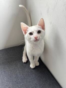 Domestic Short Hair Cats Available for Adoption in Oceanside, California - Milo | PetCurious