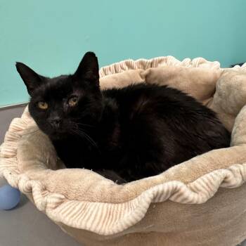 Newt -  Domestic Short Hair Cat for Adoption in Boston, Massachusetts - Newt | PetCurious