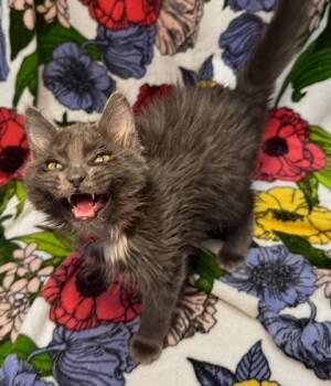 Domestic Medium Hair and Domestic Short Hair Cats Available for Adoption in Missoula, Montana - Mystic | PetCurious