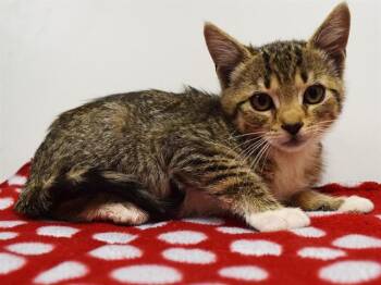 EVA -  Domestic Short Hair Cat for Adoption in Sacramento, California - EVA | PetCurious