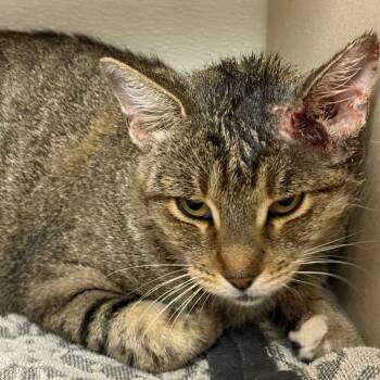 Tinkerbell -  Domestic Short Hair Cat for Adoption in Yuma, Arizona - Tinkerbell | PetCurious