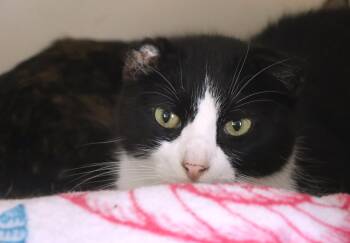 Domestic Short Hair Cats Available for Adoption - Clayton | PetCurious