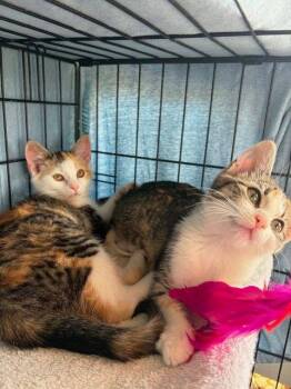 Minnie and Ears (bonded pair) -  Domestic Short Hair Cat for Adoption in Denver, Colorado - Minnie And Ears (bonded Pair) | PetCurious
