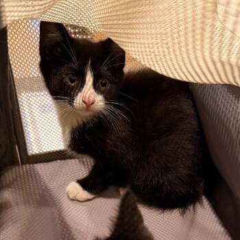 Victor -  Domestic Short Hair Cat for Adoption in Lynchburg, Virginia - Victor | PetCurious
