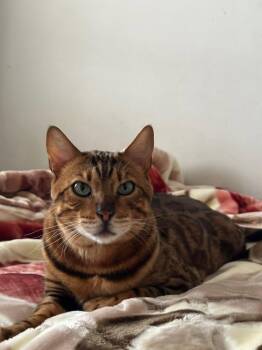 Bengal Cats Available for Adoption in Toronto, Ontario - Murphy | PetCurious