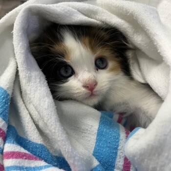 Gioia -  Domestic Short Hair Cat for Adoption in Oak Park, Illinois - Gioia | PetCurious