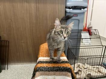 SWEET CORN -  Domestic Medium Hair Cat for Adoption in Loveland, Colorado - SWEET CORN | PetCurious