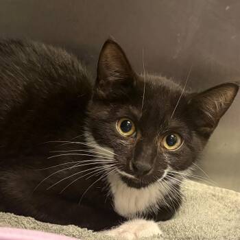Dracaena -  Domestic Short Hair Cat for Adoption in East Hanover, New Jersey - Dracaena | PetCurious