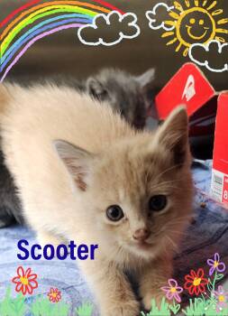 Rescue Domestic Short Hair Cats for Adoption in Bowie, Texas - Scooter | PetCurious