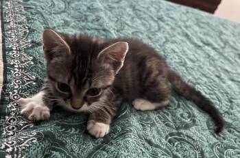 Dixie -  Domestic Short Hair Cat for Adoption in Richmond, Virginia - Dixie | PetCurious