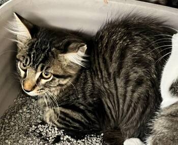 Magnus -  Domestic Medium Hair Cat for Adoption in Richland Hills, Texas - Magnus | PetCurious