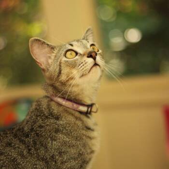 Booker -  American Shorthair Cat for Adoption in Hillsborough, North Carolina - Booker | PetCurious
