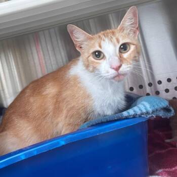 Marmalade -  Domestic Short Hair Cat for Adoption in Norman, Oklahoma - Marmalade | PetCurious